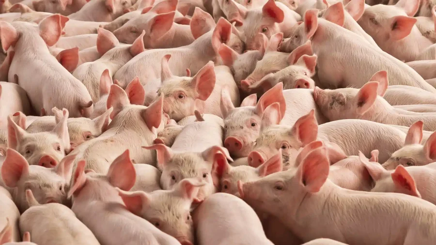 Maiali in corteo: profili giuridici