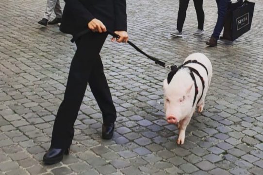 maiale al guinzaglio, il corteo non è facile da organizzare