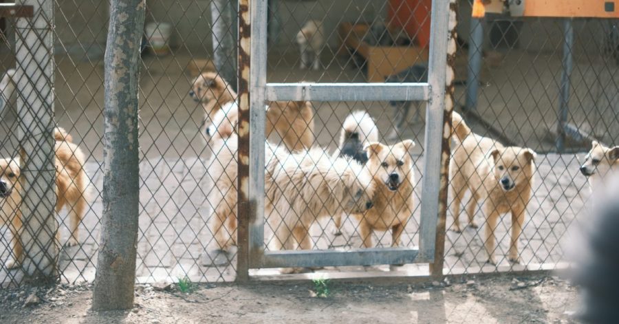 La L. 82/2025: nuove prospettive di tutela degli animali