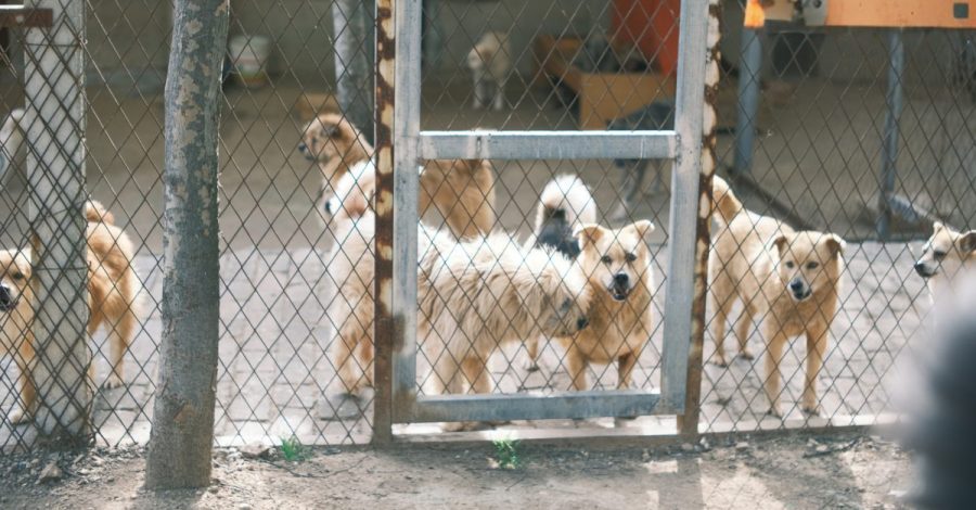 La L. 82/2025: nuove prospettive di tutela degli animali